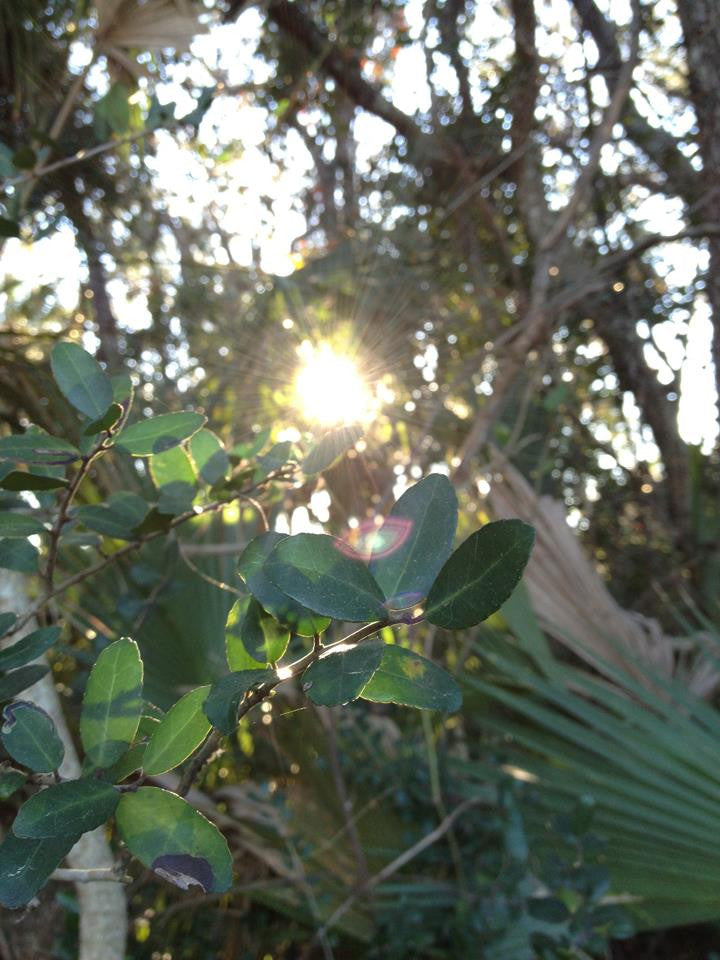 Daytona Beach News-Journal: Yaupon Tea Founder Addresses Forum